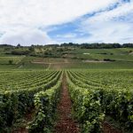 les meilleurs vignobles d'Ardèche à découvrir